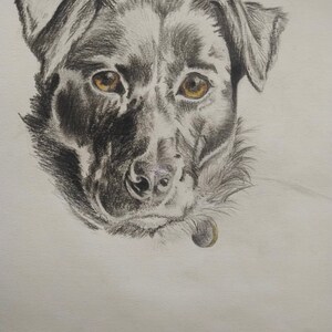 Custom dog and horse portraits
