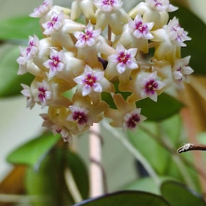 Hoya Argentea Princess - Etsy UK