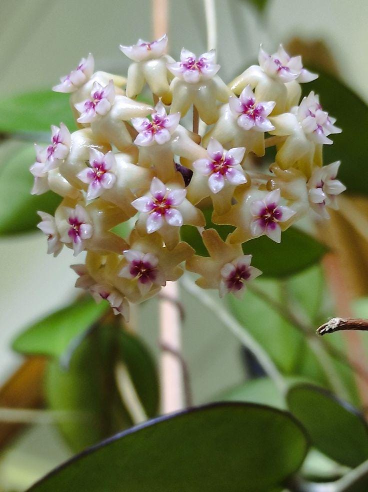 Hoya Argentea Princess - Etsy UK