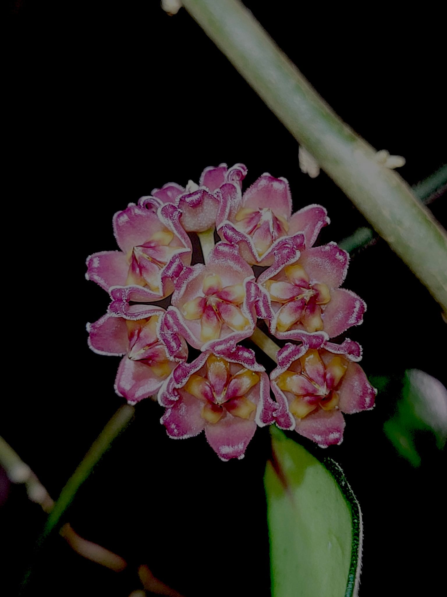 Hoya Pink Noona Rare Houseplant - Etsy Israel