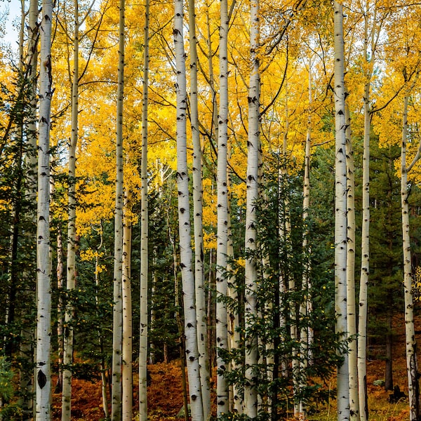 Aspen Trees Fall Colors Flagstaff Arizona Canvas Print, Acrylic Print,  Aluminum Metal Prints, Photo Print, Wall Art Decor, Nature Decor