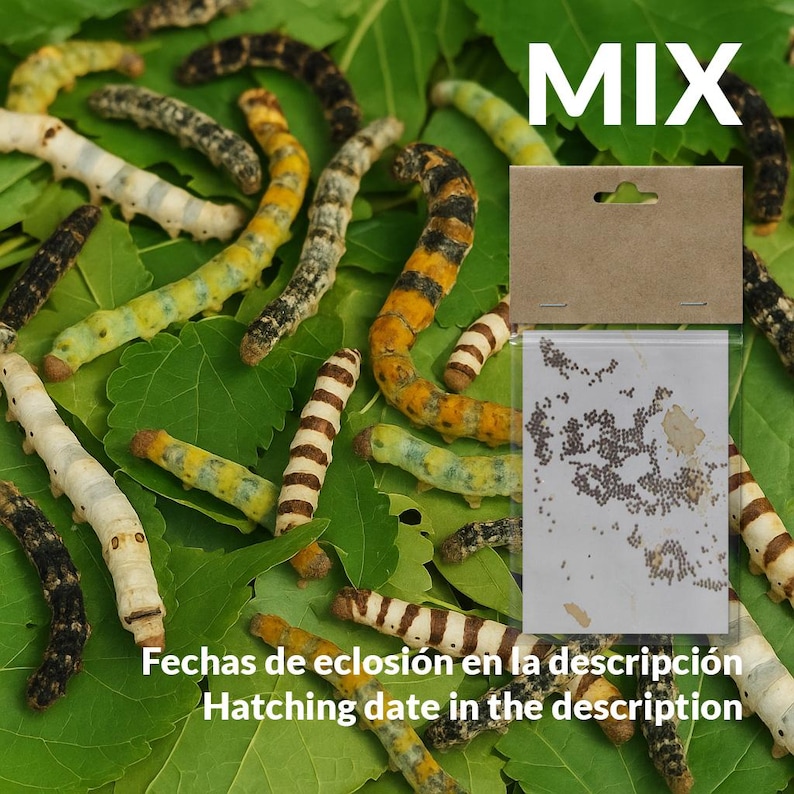T2026 Mixed Breed Silkworm Eggs - Textile, White Silk, Light Colors ...