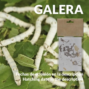 T2025 Uova di baco da seta, razza GALERA - Tessile, Seta bianca, Colori chiari, Giallo, Regalo, Esotico, Insetti, Bambini