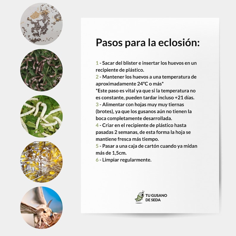 T2025 Silkworm Eggs MANDARINA Breed Textile, White Silk, Light Colors