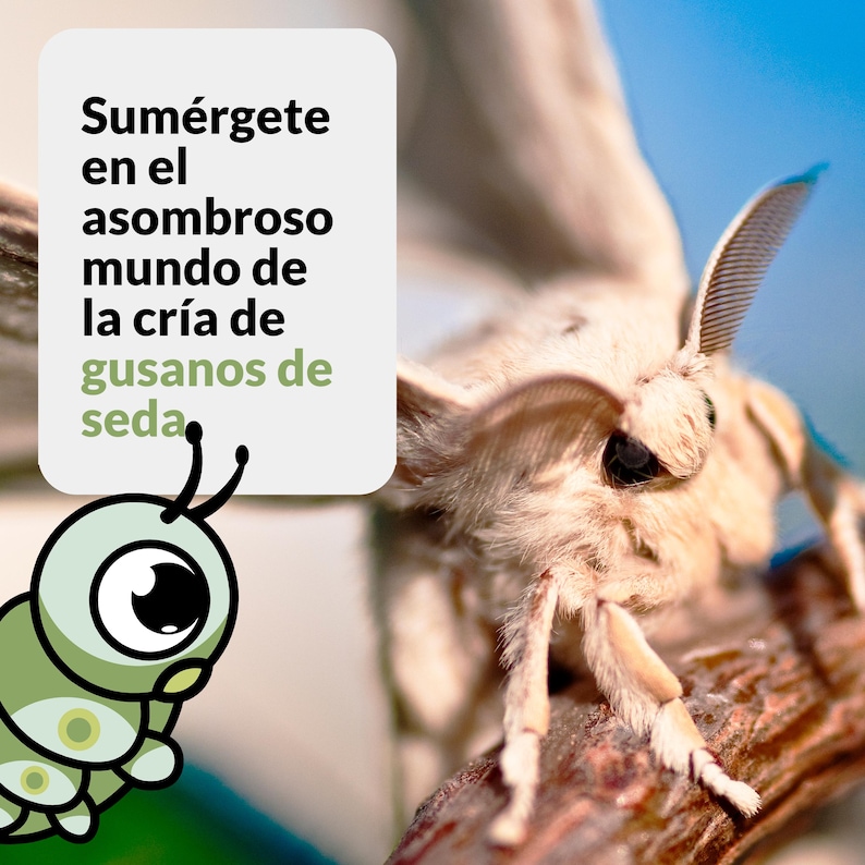 T2025 Silkworm Eggs MANDARINA Breed Textile, White Silk, Light Colors