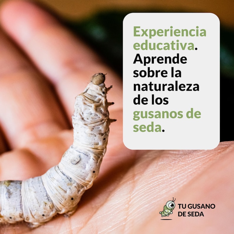 T2025 Silkworm Eggs MANDARINA Breed Textile, White Silk, Light Colors