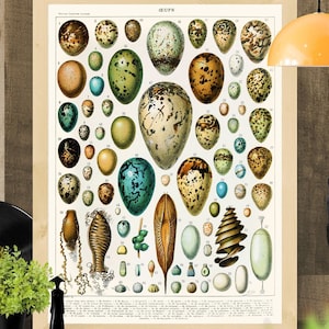 Kleurrijke poster met identificatiekaart eieren | Vintage zoölogieprint, Cottagecore-decor, antieke Franse wetenschapskunst, natuurkunst muurdecoratie