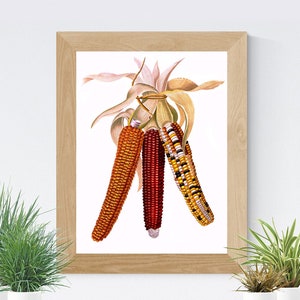 Vintage Indian Corn Art Poster | Ornamental Corn Kitchen Poster, Vegetable Print, Corn Botanical Artwork, Kitchen Decor, Housewarming Gift