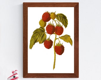 Poster frambozentak kunstafdruk | Vintage frambozenprint, fruitkunst aan de muur, cadeau tuinman, cadeau-idee housewarming, keukendecor