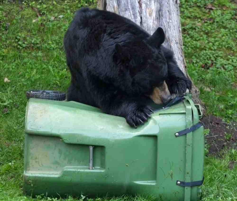 Ultimate Black Bear Trash Locks, Straps to Secure Trash Cans and Carts