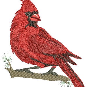 Puede incluir: Un pájaro cardenal rojo posado en una rama con agujas de pino verdes. El pájaro tiene un pico negro y ojos negros.