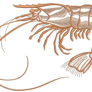 May include: A line drawing of a shrimp with detailed lines and a brown color.