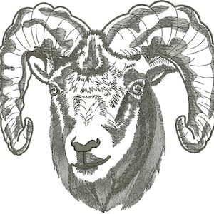 Puede incluir: Un dibujo en blanco y negro de la cabeza de un carnero con grandes cuernos rizados.