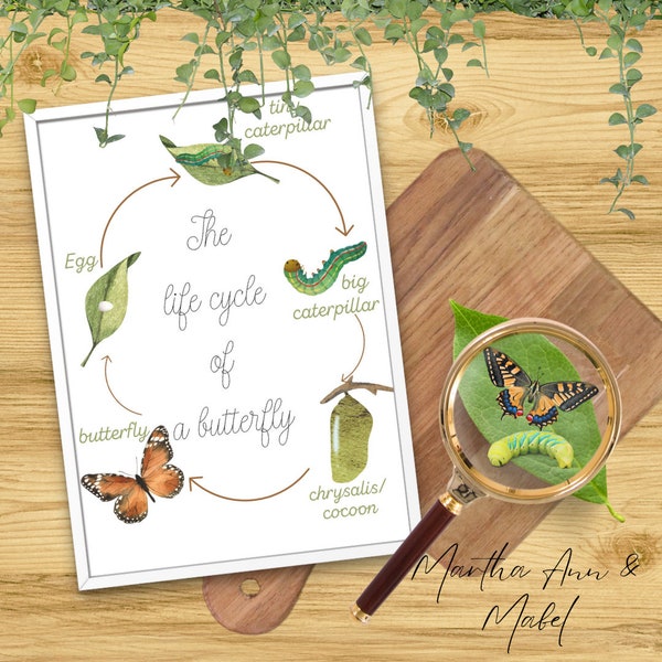 The Very Hungry Caterpillar Life Cycle learning teaching resource bundle Digital Printable