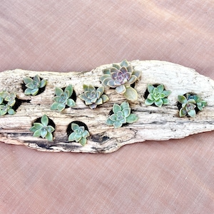 May include: A piece of driftwood with multiple small succulent plants growing in it. The driftwood is light brown and has a natural, weathered look. The succulents are green and have a variety of shapes and sizes.