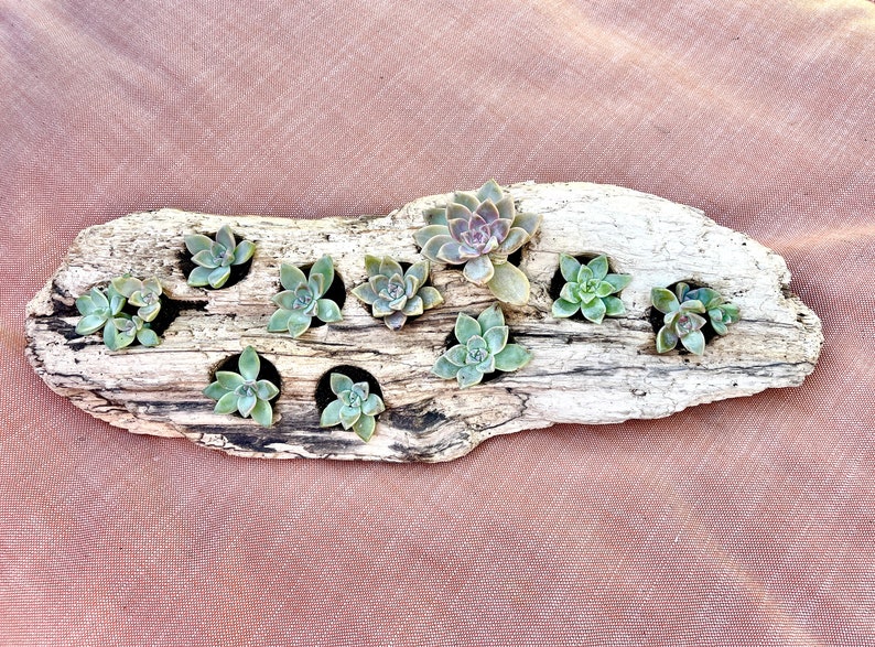 Succulent in driftwood planter image 1