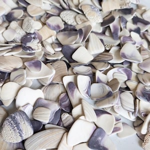 May include: A bowl filled with a variety of small, white and purple seashells. The shells are smooth and have a natural, organic texture.