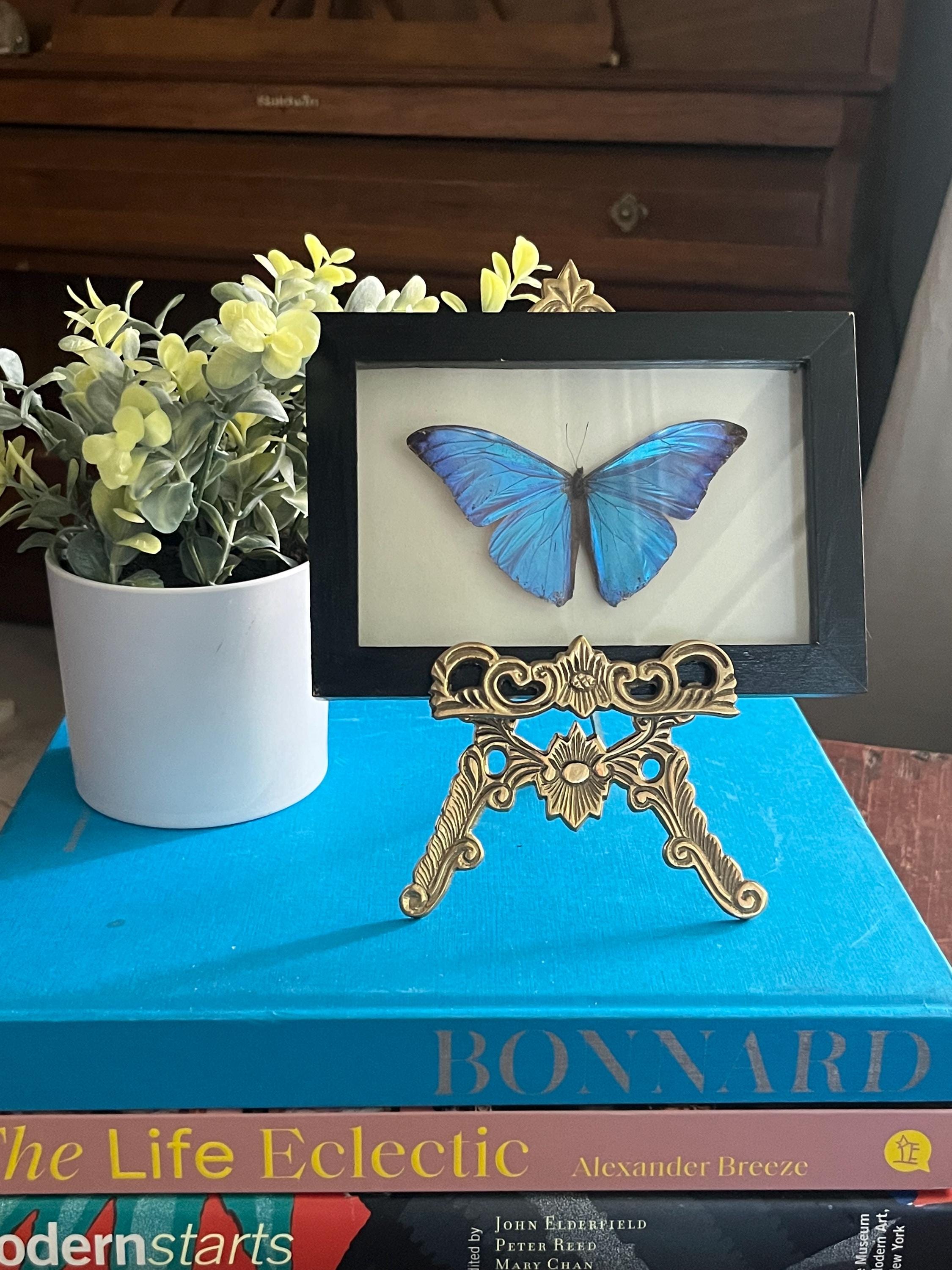 Framed Real Blue Morpho Butterfly, Preserved, 4.5 inches x 6.5 inches