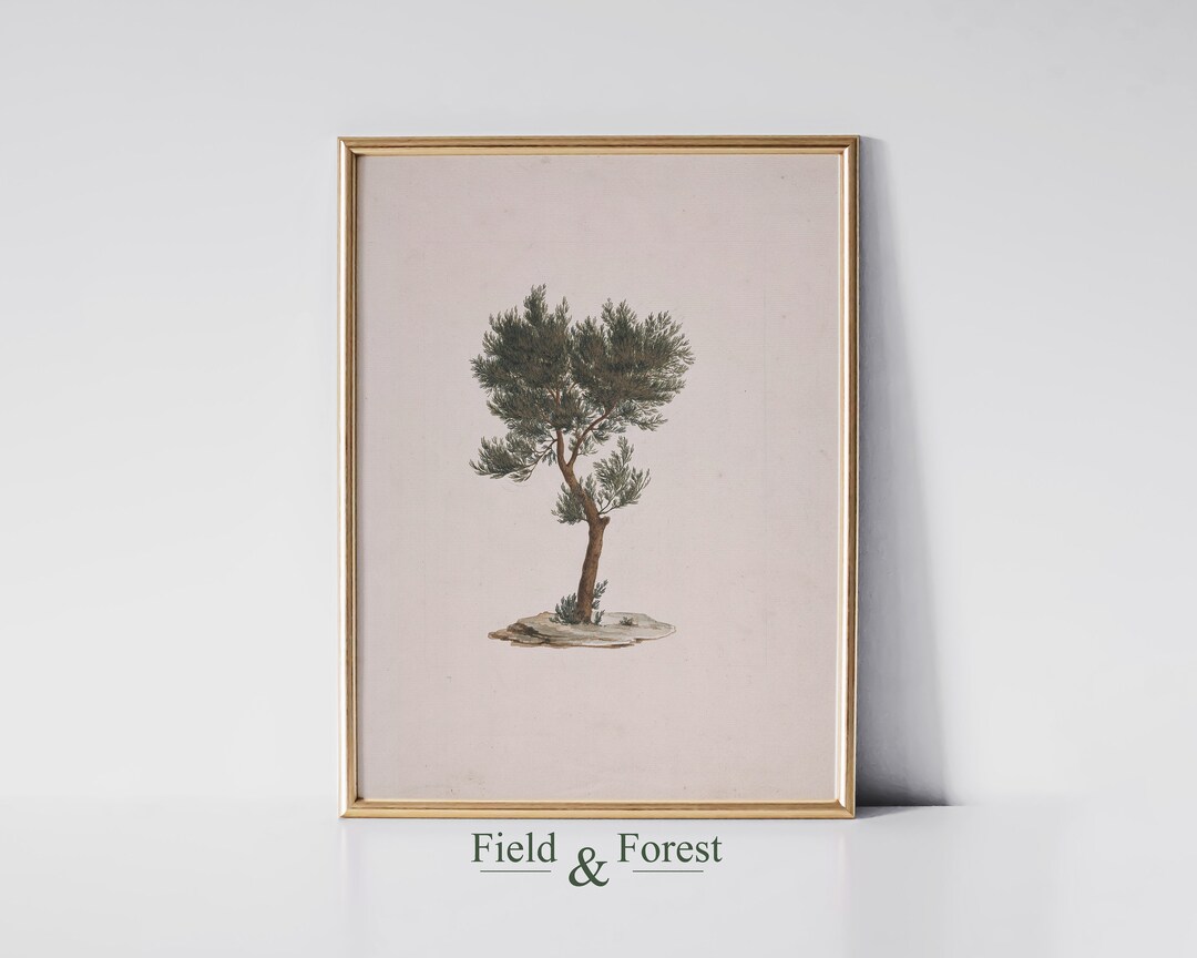 Neutral Cedar Tree Botanical Art Printable Natural Earth Toned Wall Art Digital Download - Etsy