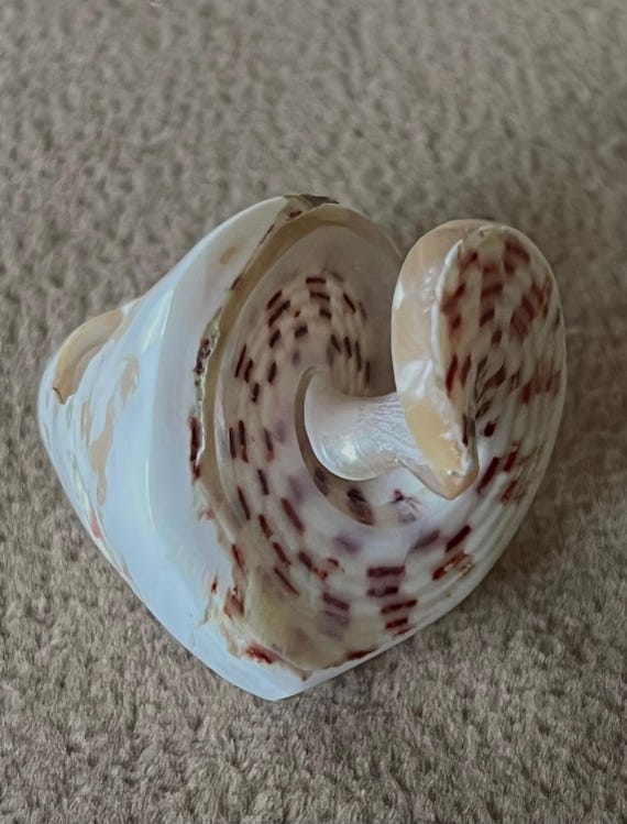 ARJ-56 shell ring, whole shell ring, hand made, p… - image 3