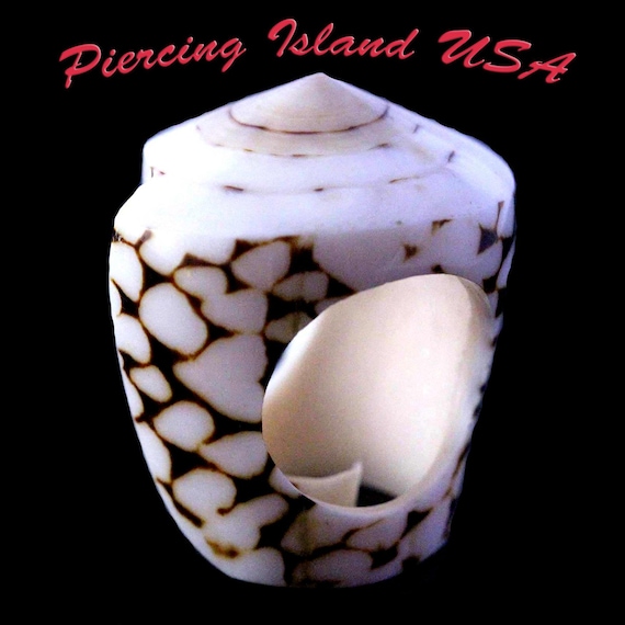 ARJ-30 shell ring, whole shell ring, hand made, p… - image 1