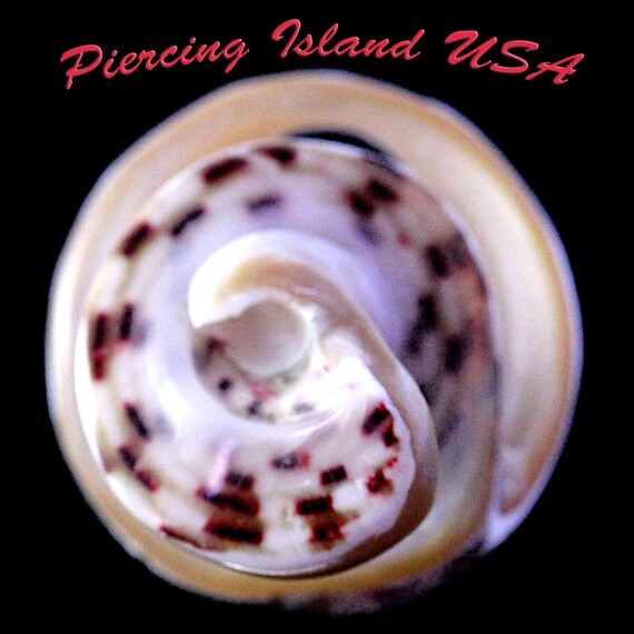 ARJ-56 shell ring, whole shell ring, hand made, p… - image 6