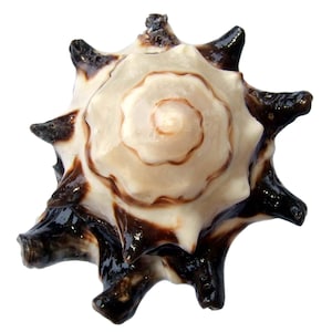 May include: A brown and white seashell with a spiral pattern and six points. The shell has a glossy finish.