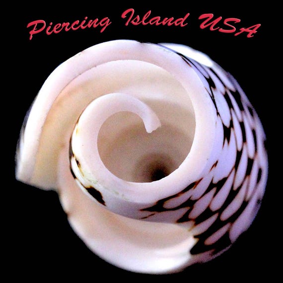 ARJ-30 shell ring, whole shell ring, hand made, p… - image 5