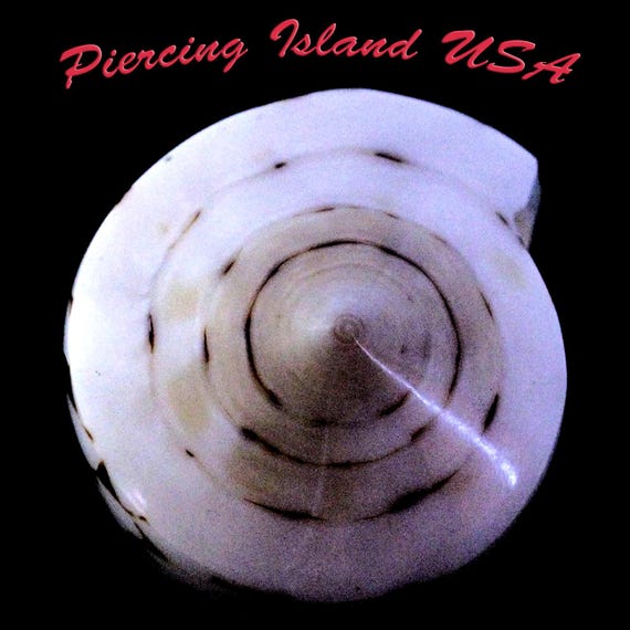 ARJ-30 shell ring, whole shell ring, hand made, p… - image 3