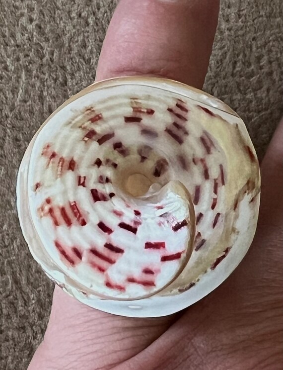 ARJ-56 shell ring, whole shell ring, hand made, p… - image 5