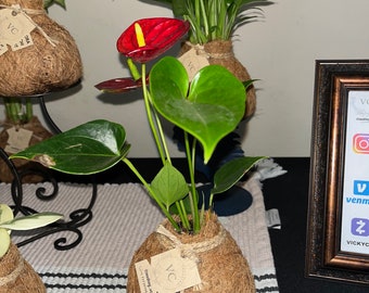 Anthurium red plant, Kokedamas
