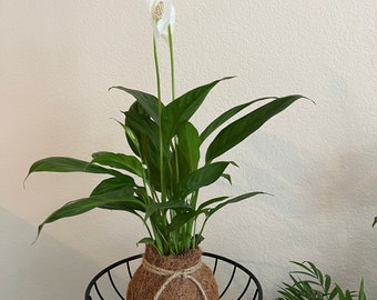 Peace Lily plant - Kokedamas