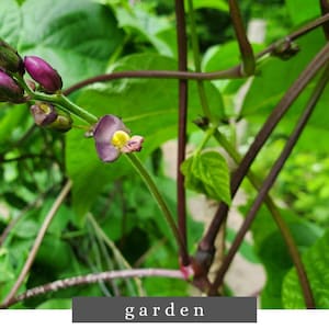 Heirloom Purple Podded Pole Bean Seeds | Non-GMO, Organic | Garden Vegetable | Easy to Grow | Old-Fashioned Garden Favorite |