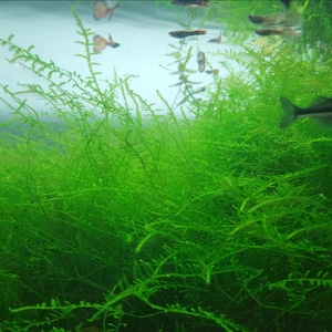 May include: A close-up of a lush green aquarium plant with several small fish swimming in the background.