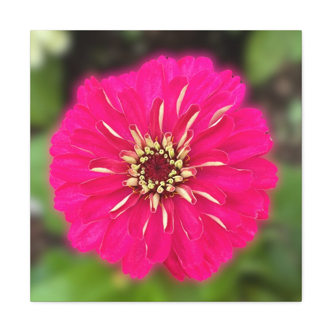 Zinnia Top in Paradise Pink