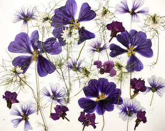 Op de afbeelding: Een compositie van geperste bloemen in paars, wit en donkerrood, gerangschikt op een witte achtergrond. De bloemen omvatten grote, levendige paarse bloesems en delicate witte en paarse accenten.