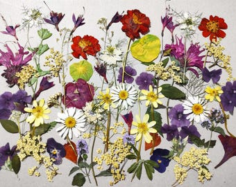 May include: A collection of assorted pressed flowers and foliage in various colours including red, yellow, purple, and white. The arrangement features daisies, marigolds, and small green leaves, all dried and flattened to display their natural shapes.