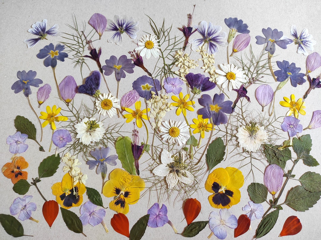 Edible Flowers for Cake Decoration Edible Pressed Flowers Etsy