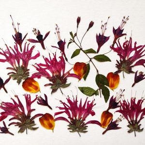 Fleur pressée pour gâteaux de Noël Biscuits de produits de boulangerie de Noël Fleurs comestibles pour décoration de gâteau, fleurs artisanales, bijoux, carte d'invitation