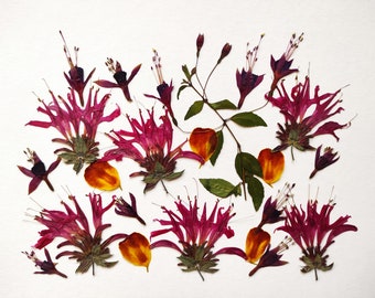 Edible pressed flower for cake, Pressed flowers for cakes, pastries, cookies, cocktails, side dishes Flower Craft Jewelry Resin Card, art