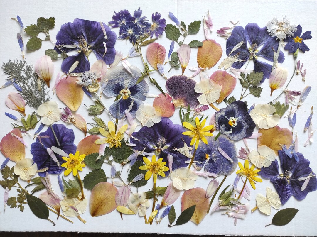 Edible Flowers for Cake Decoration Edible Pressed Flowers Etsy