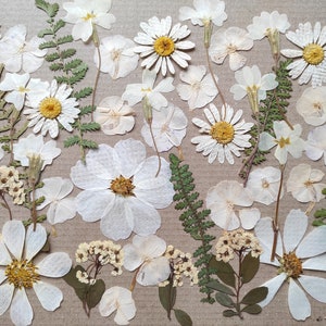 Fiori commestibili per decorare torte, Fiori pressati commestibili, Fiori pressati per decorare torte, Fiori pressati, Fiori pressati misti