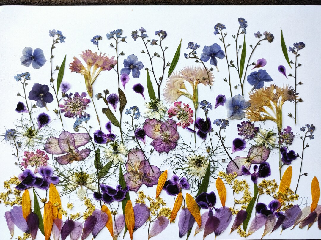 Edible Flowers for Cake Decoration Edible Pressed Flower Etsy