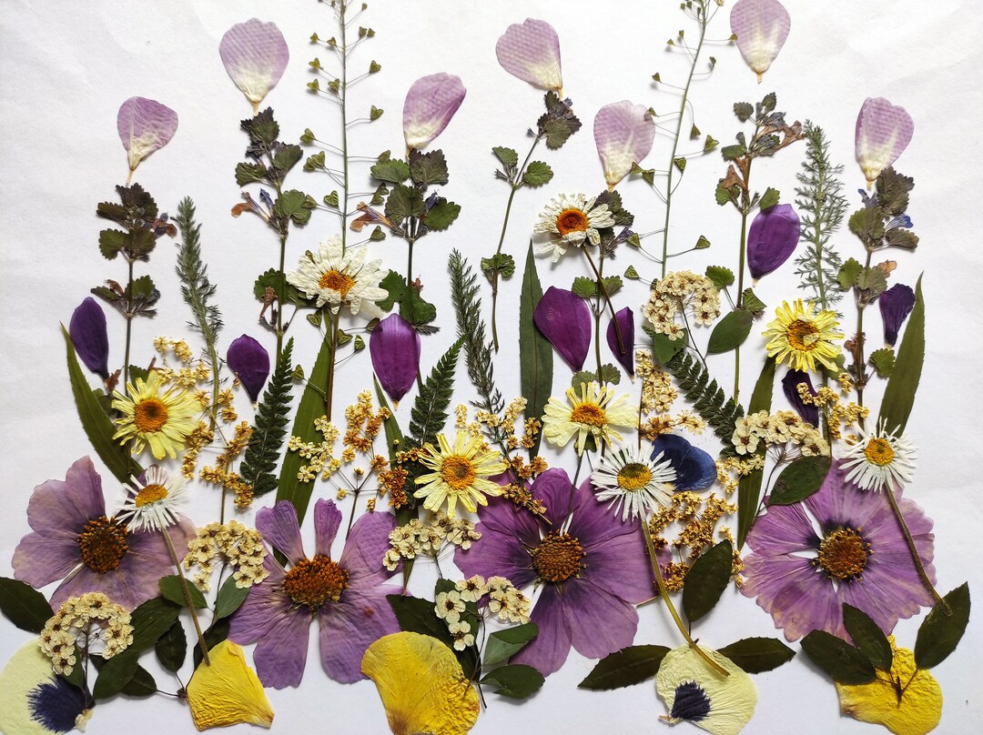 Edible Flowers for Cake Decoration Edible Pressed Flowers Etsy