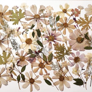 Fiori commestibili per decorare torte, Fiori pressati commestibili, Fiori pressati per decorare torte, fiori pressati beige, fiori per resina, arte