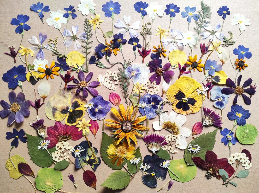 Edible Flowers for Cake Decoration Edible Pressed Flowers Etsy