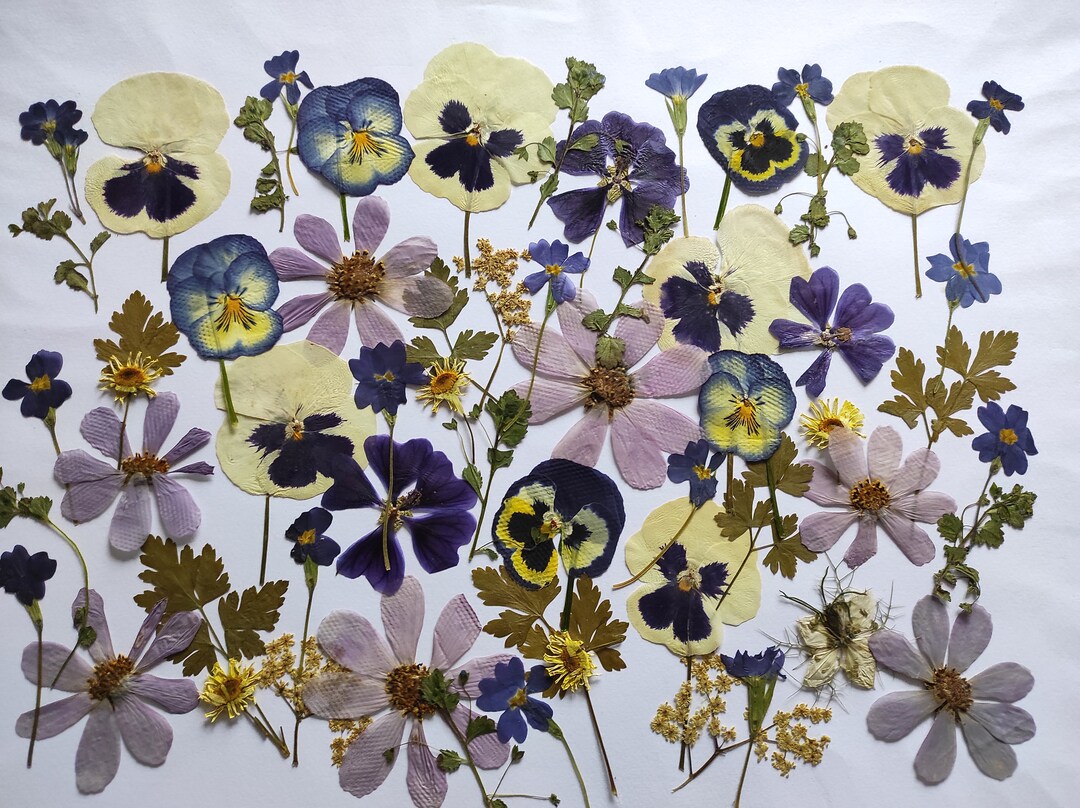 Edible Flowers for Cake Decoration Edible Pressed Flowers Etsy Australia