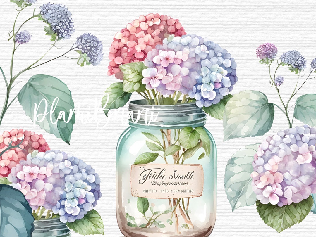 Watercolor Hydrangea Flowers Clipart. Pink Floral PNG Elements and ...