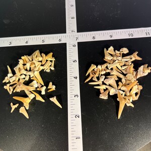 May include: Two piles of fossilized shark teeth, in varying sizes and shades of tan and off-white, are arranged on a dark surface. A ruler, marked in inches, crosses the image, providing scale. The teeth are likely from a prehistoric shark.