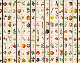 334 PCS Vintage Botanical Collage Kit, 4 x 6”, Cottagecore, Nature, Botanical, Antique, Aesthetic, Digital download, Printable